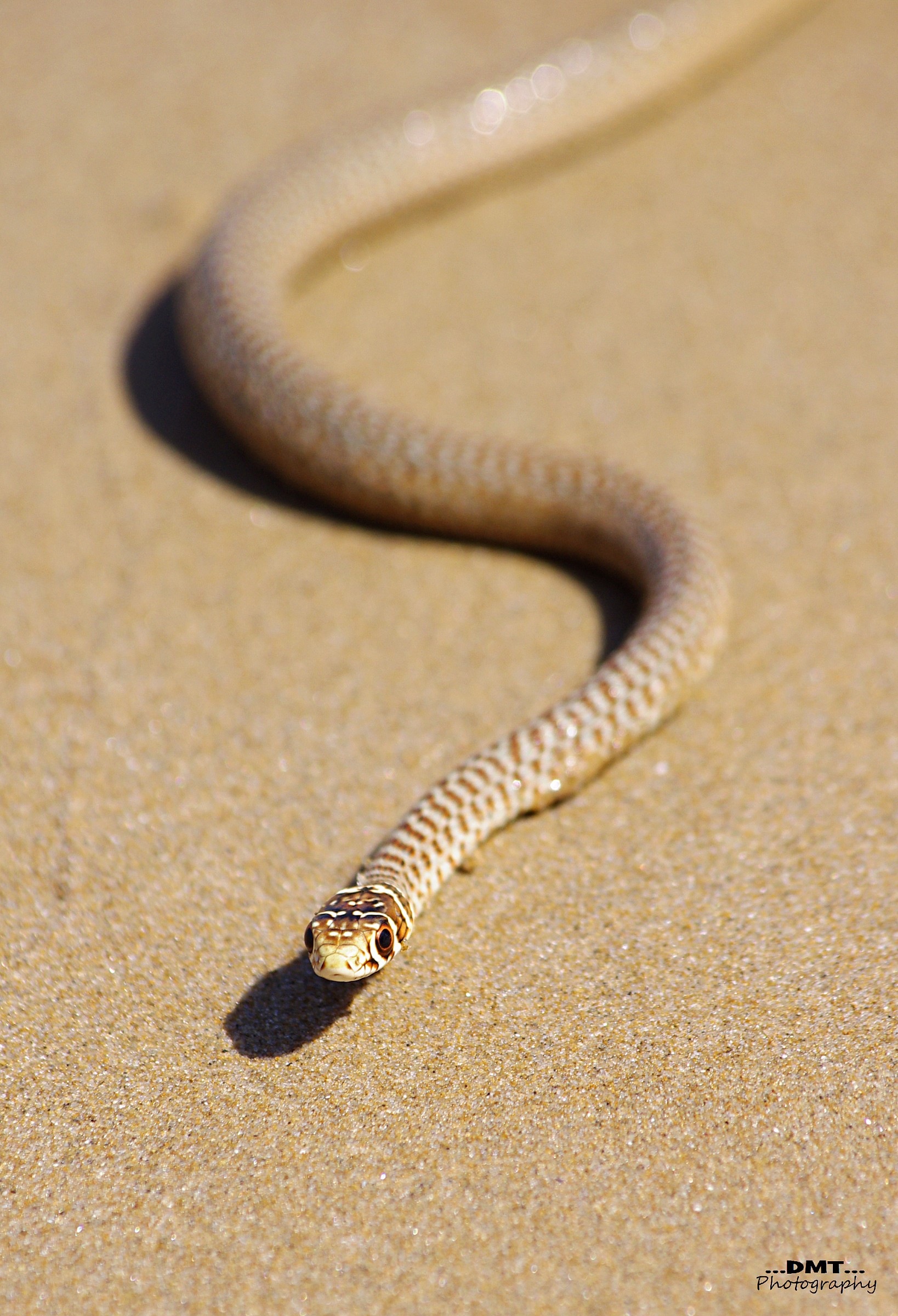 coluber viridiflavius (Biacco)