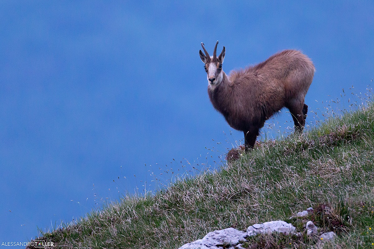 Camoscio (Monte Gaggia - Trentino)