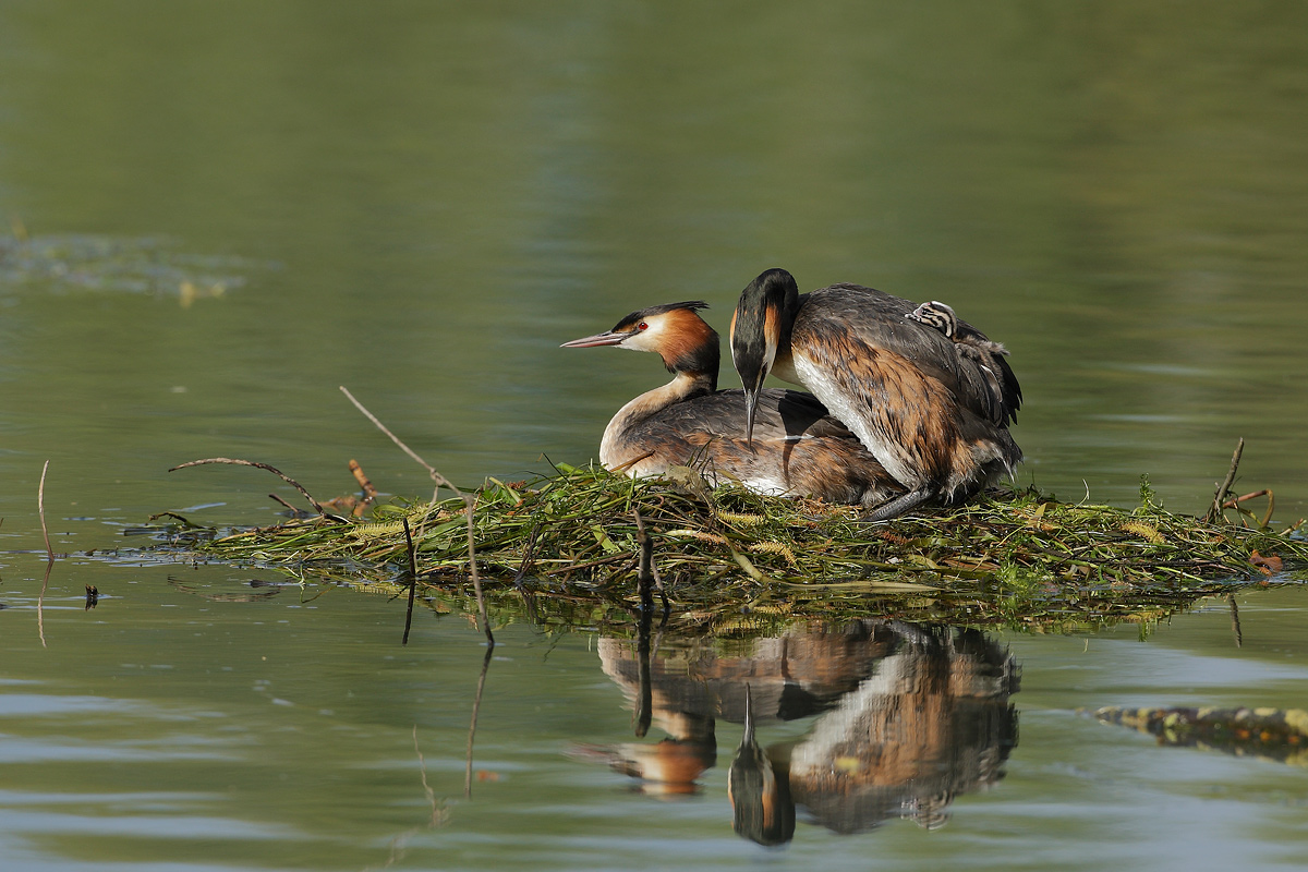 great crested grebe