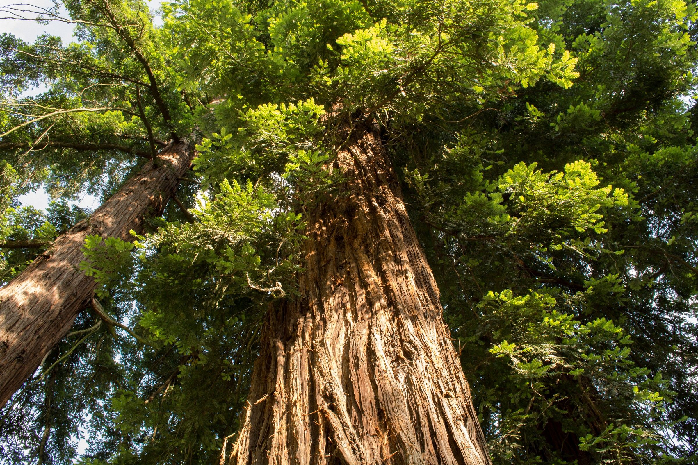 Sequoia sempervirens