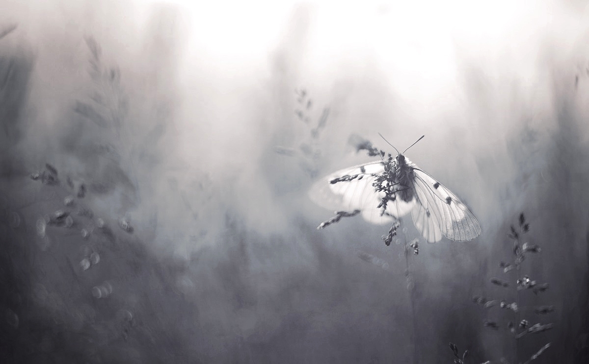 Parnassius mnemosyne