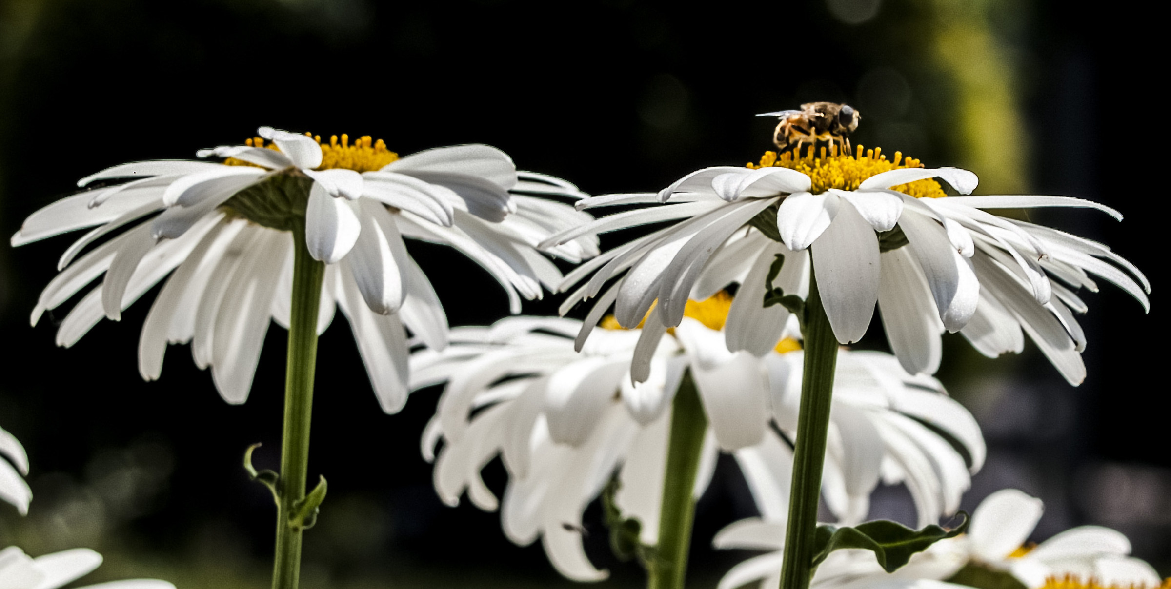 Pollination