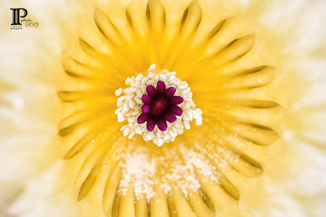 anche nel sole sbocciano i fiori