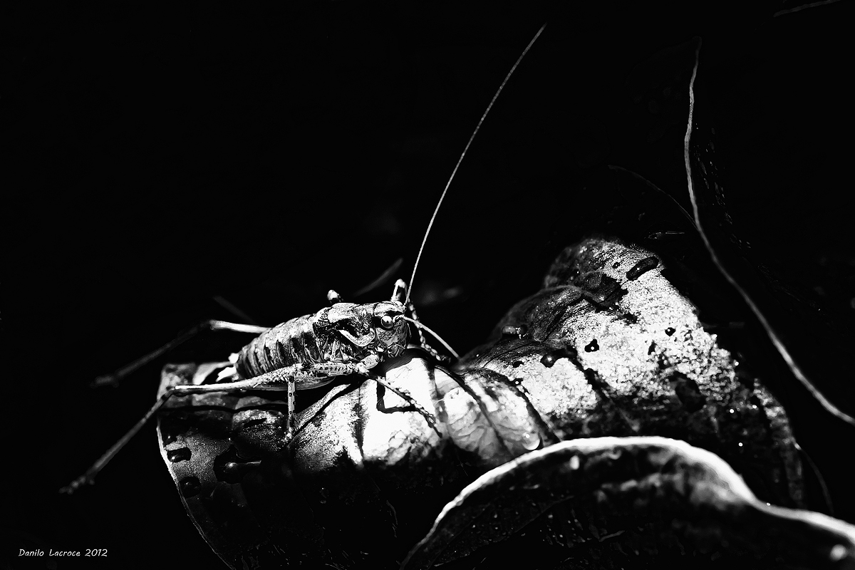 Grasshopper in the rain.