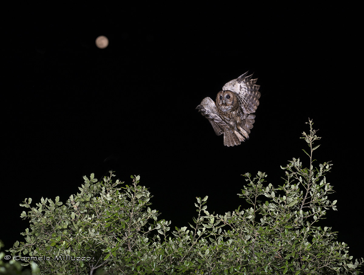 Owl in flight in the woods _Strix aluco_