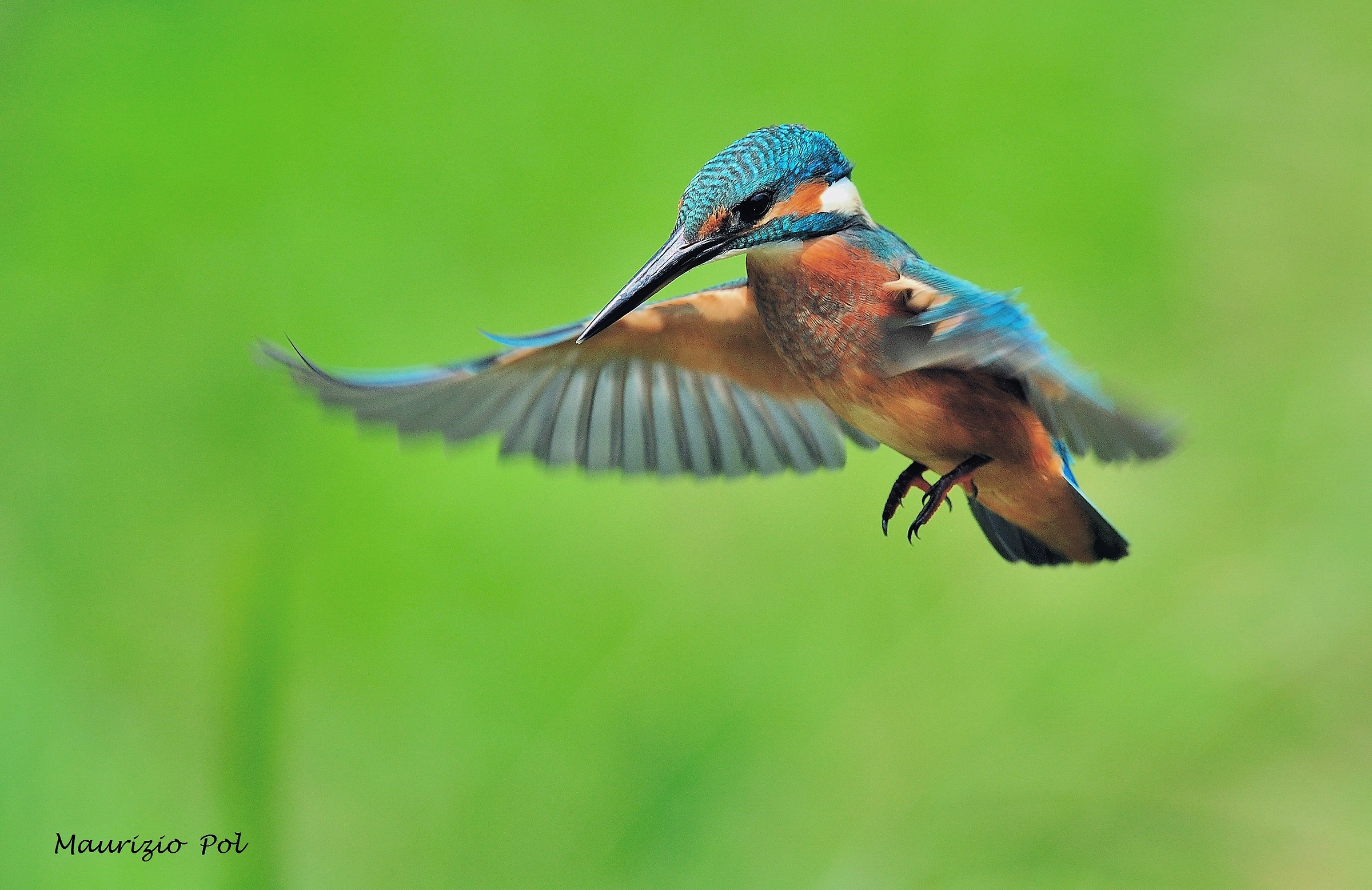 kingfisher-the holy spirit