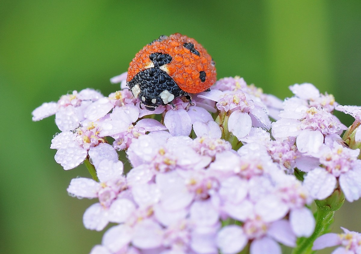 The Ladybug
