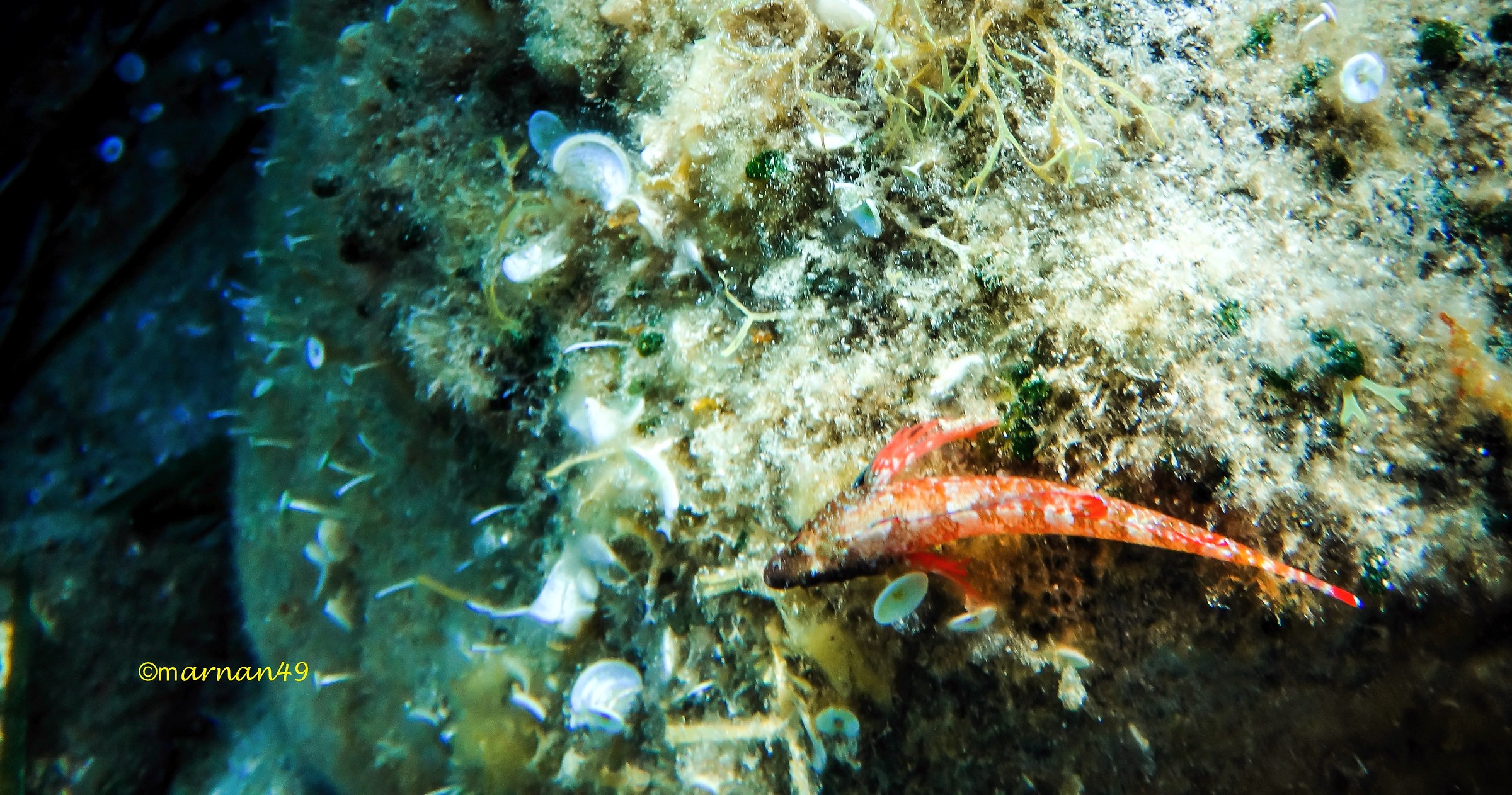 Il pesce peperoncino minore femmina (testa a puntini)
