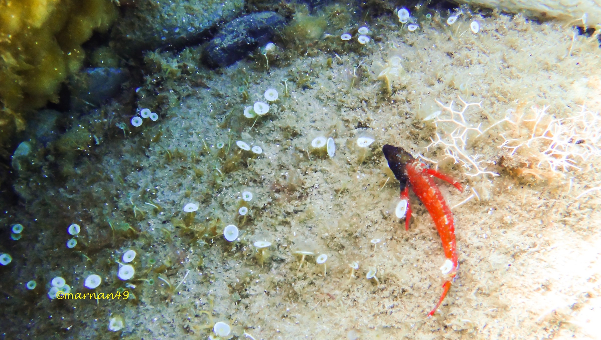Il pesce peperoncino minore maschio (testa nera)