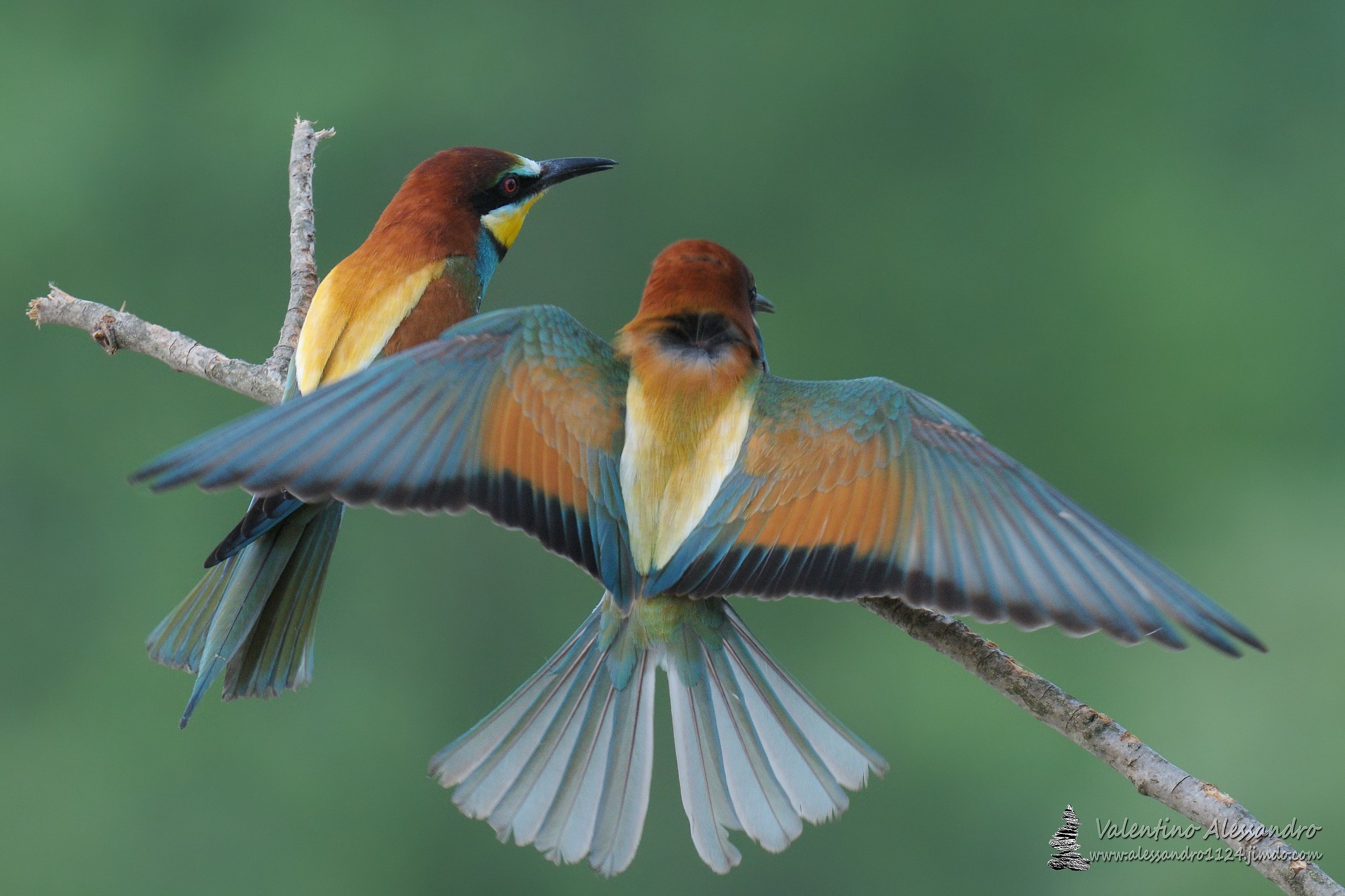 Colors...scusate le spalle!