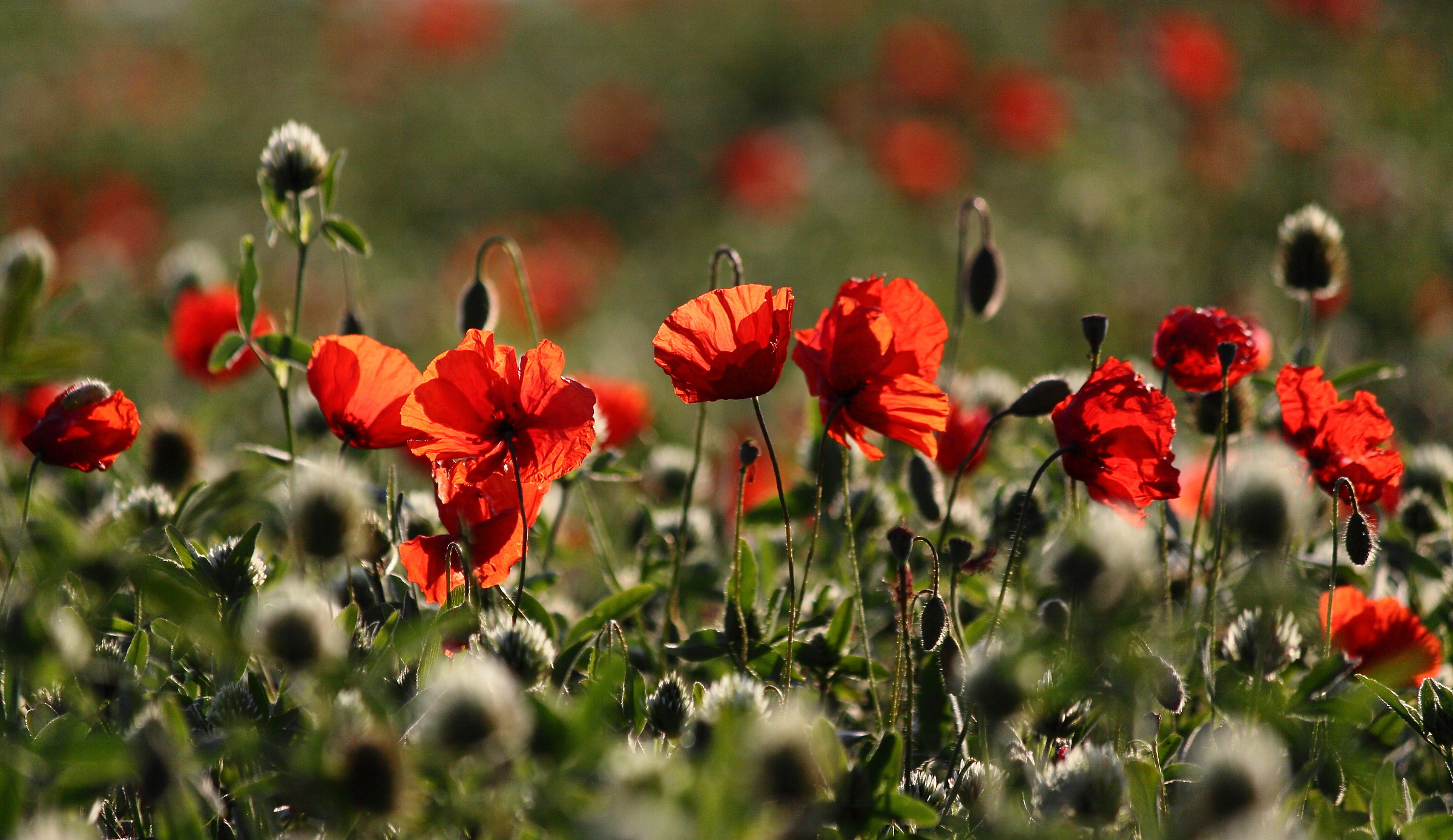 .... Dancing poppies ...