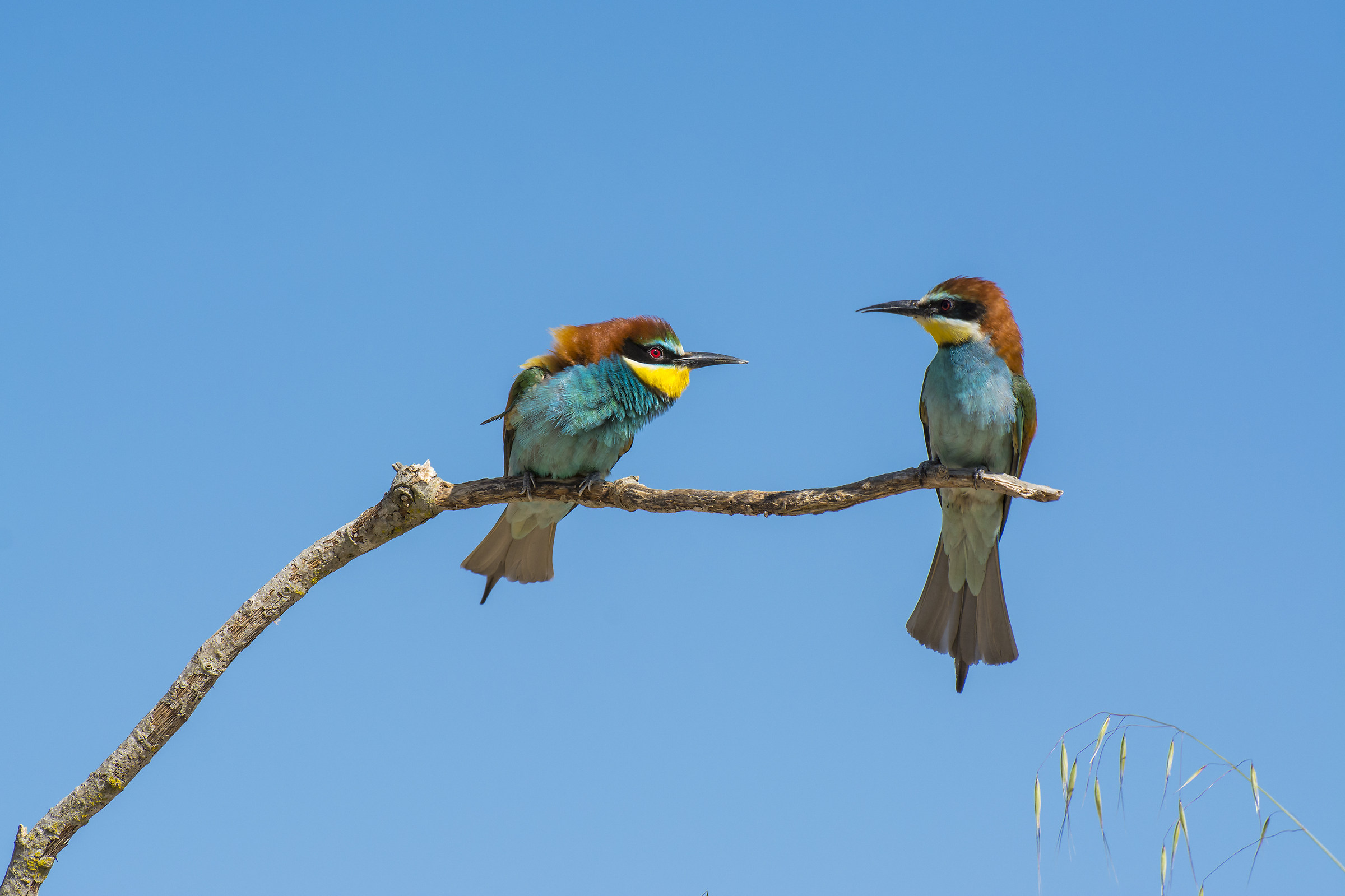 Bee-eaters (Merops apiaster)