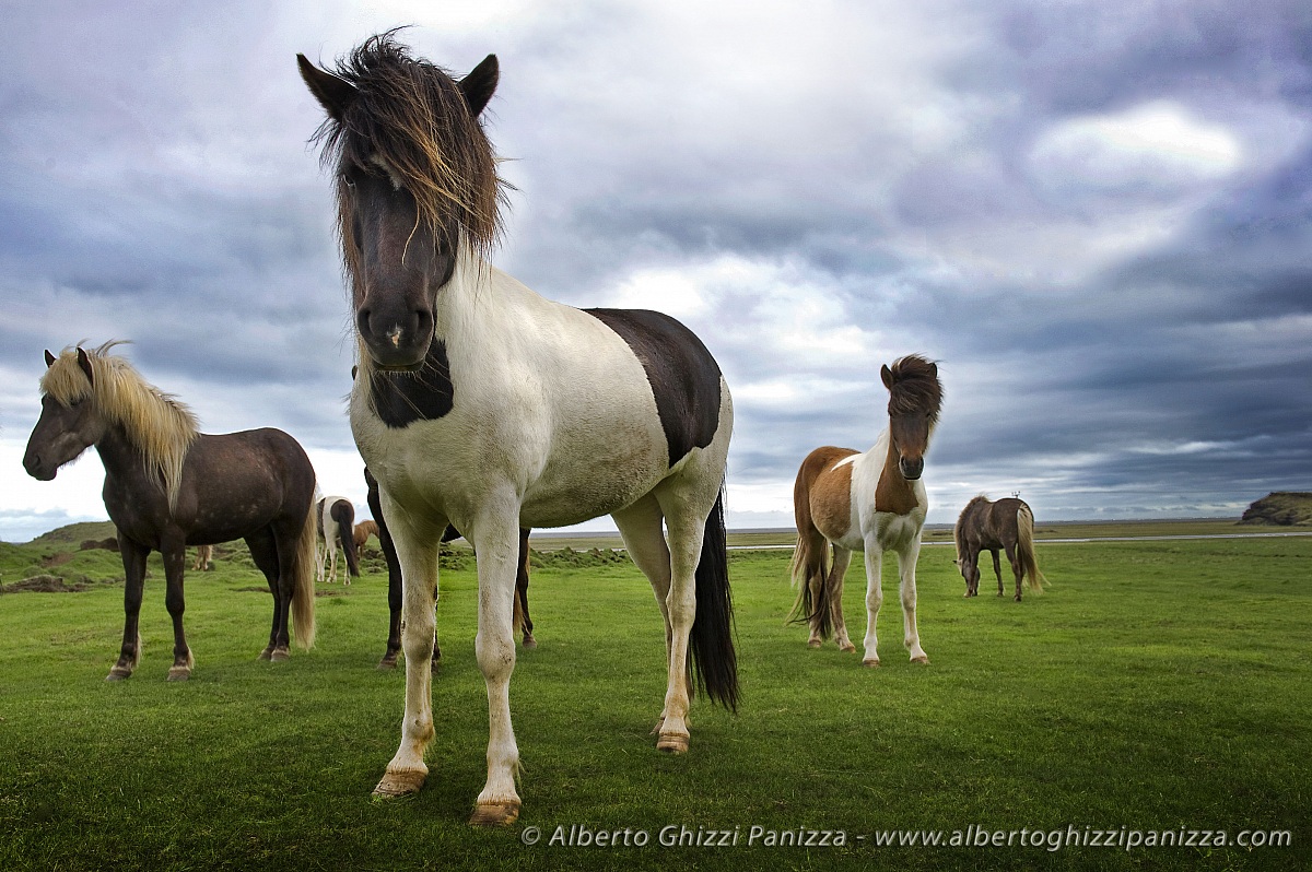 Icelandic horses