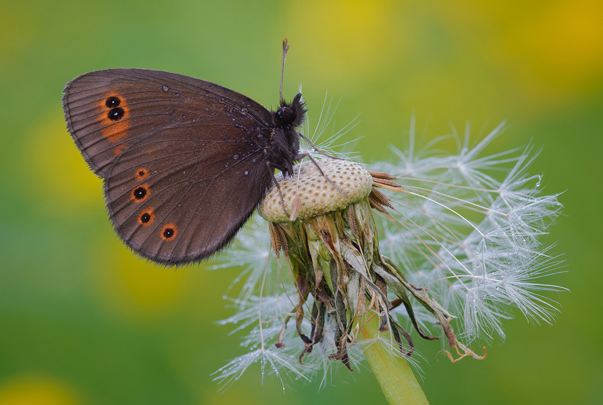 Carta d'identità di un nuovo esemplare