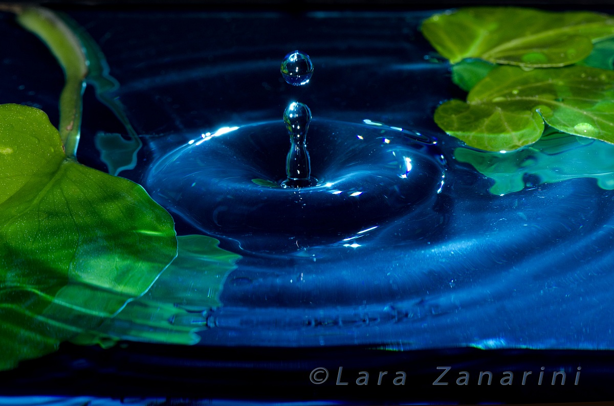 Gocce Blu tra le foglie