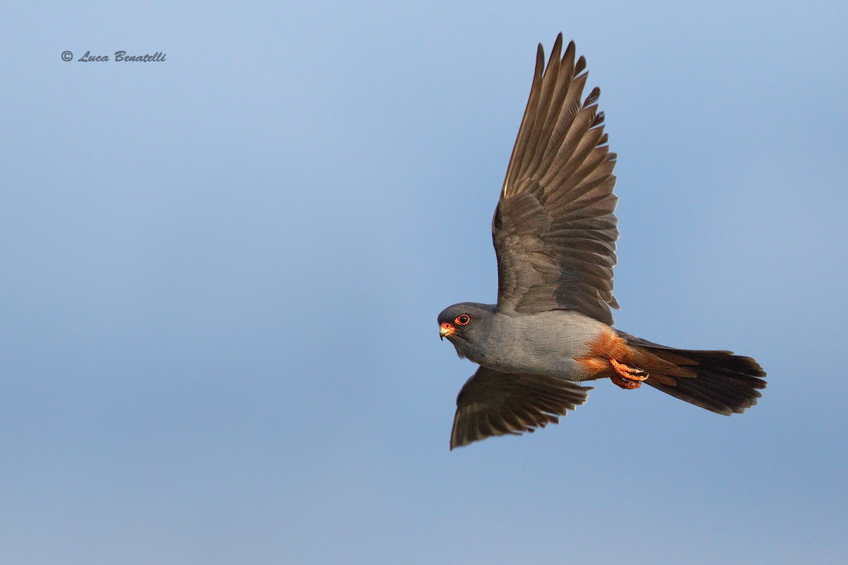 Red-footed Falcon