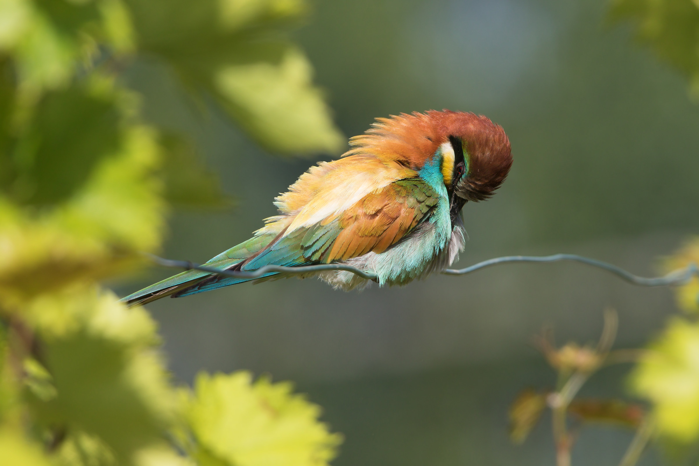 Cleaning the plumage