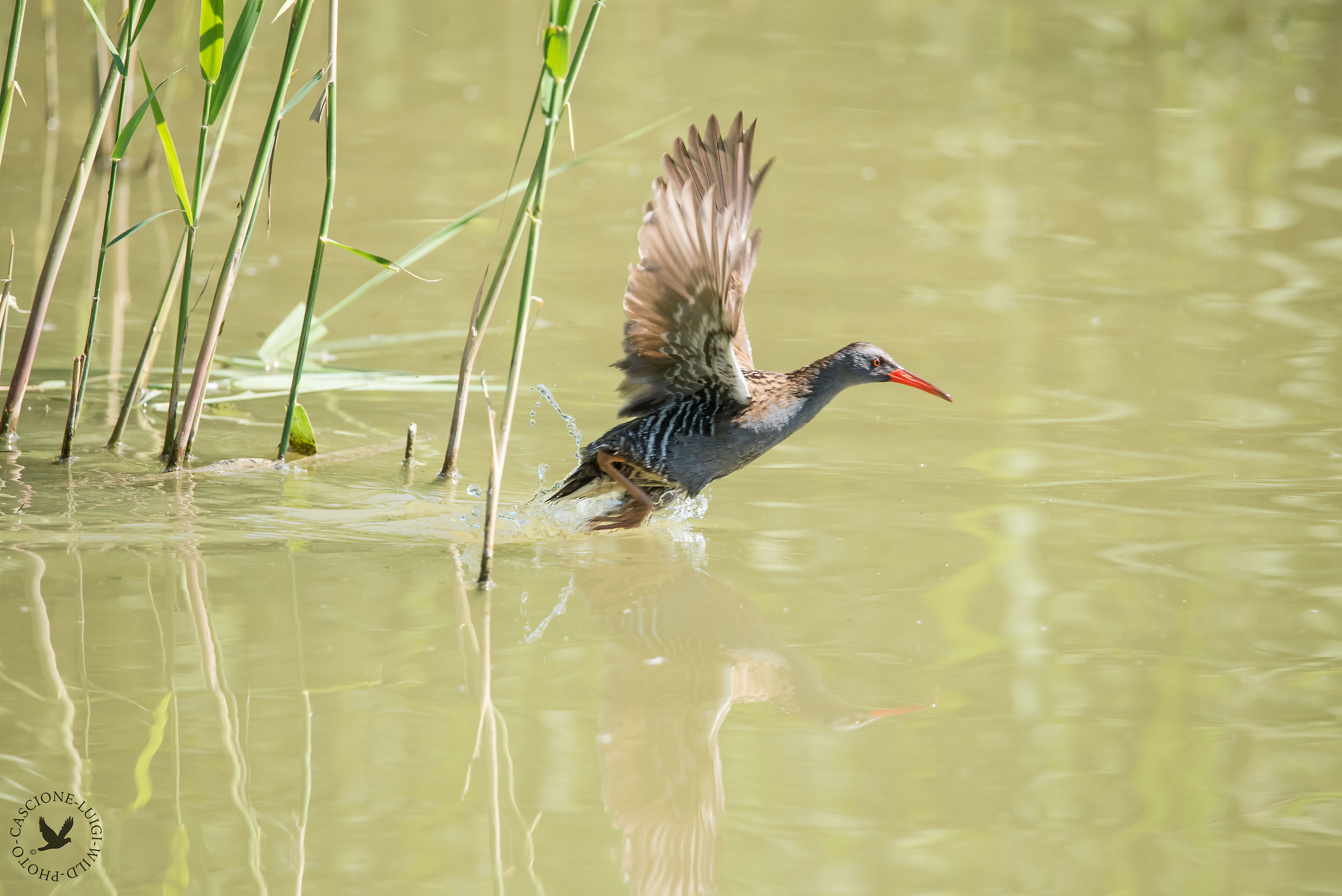 scappo scappo scappo scappo!!!!!!!