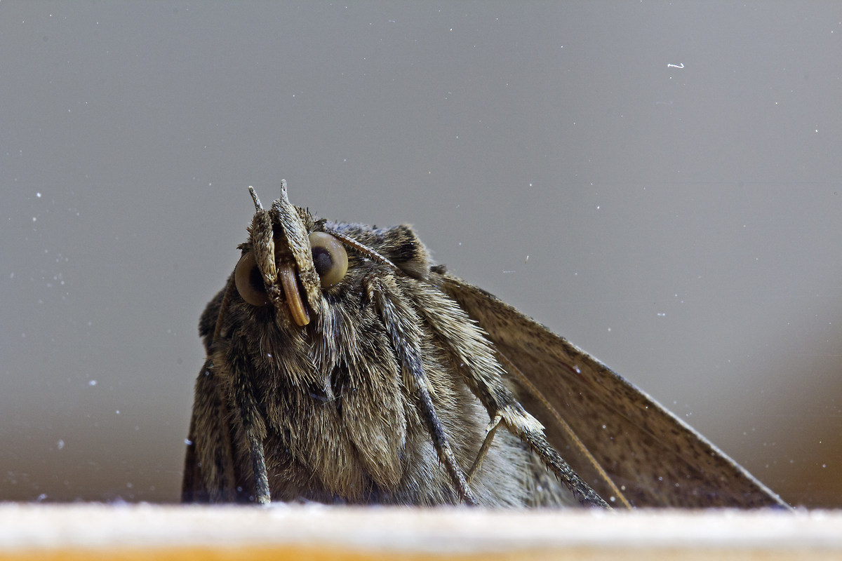 Falena!! Anzi.. F-aliena auhhauhuahu