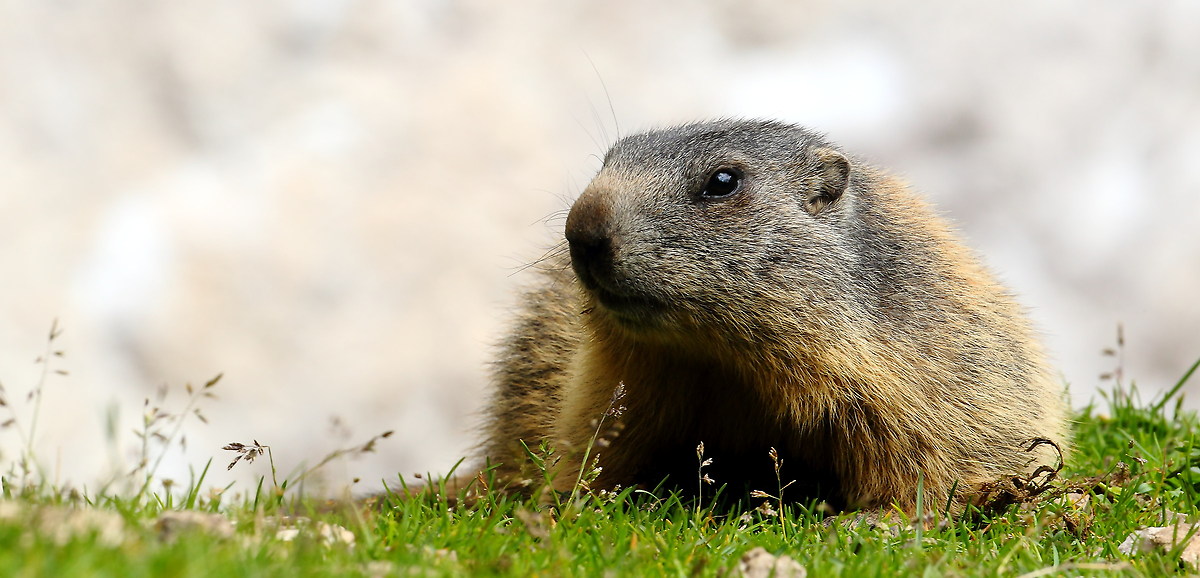 Marmotta