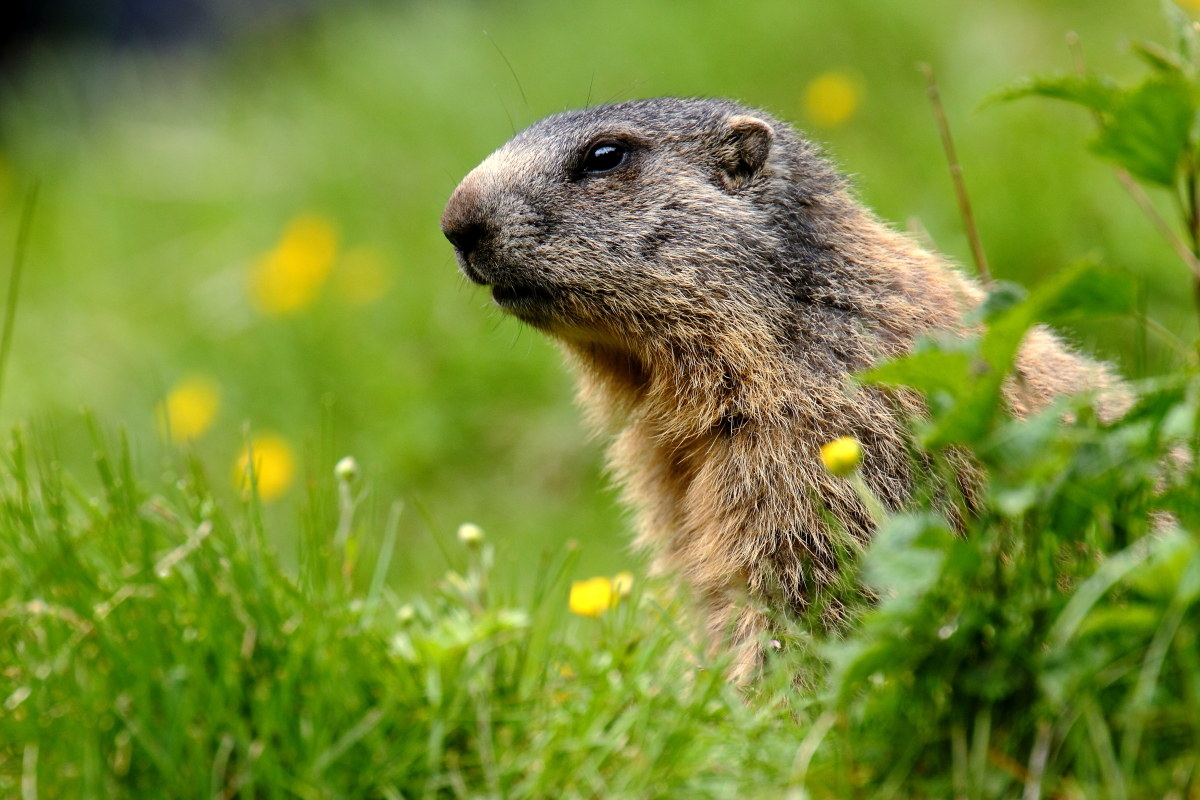 Ritratto di giovane marmotta..