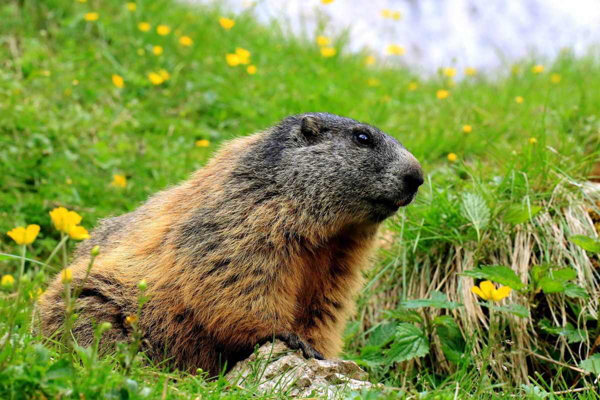 Marmotta adulta