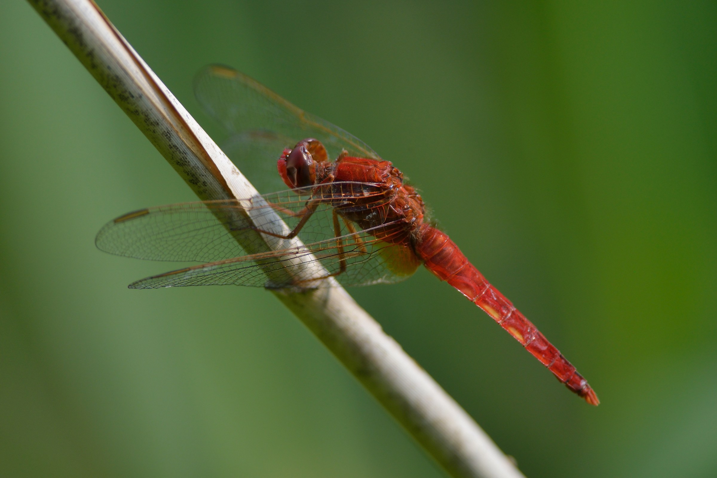 Red dragonfly