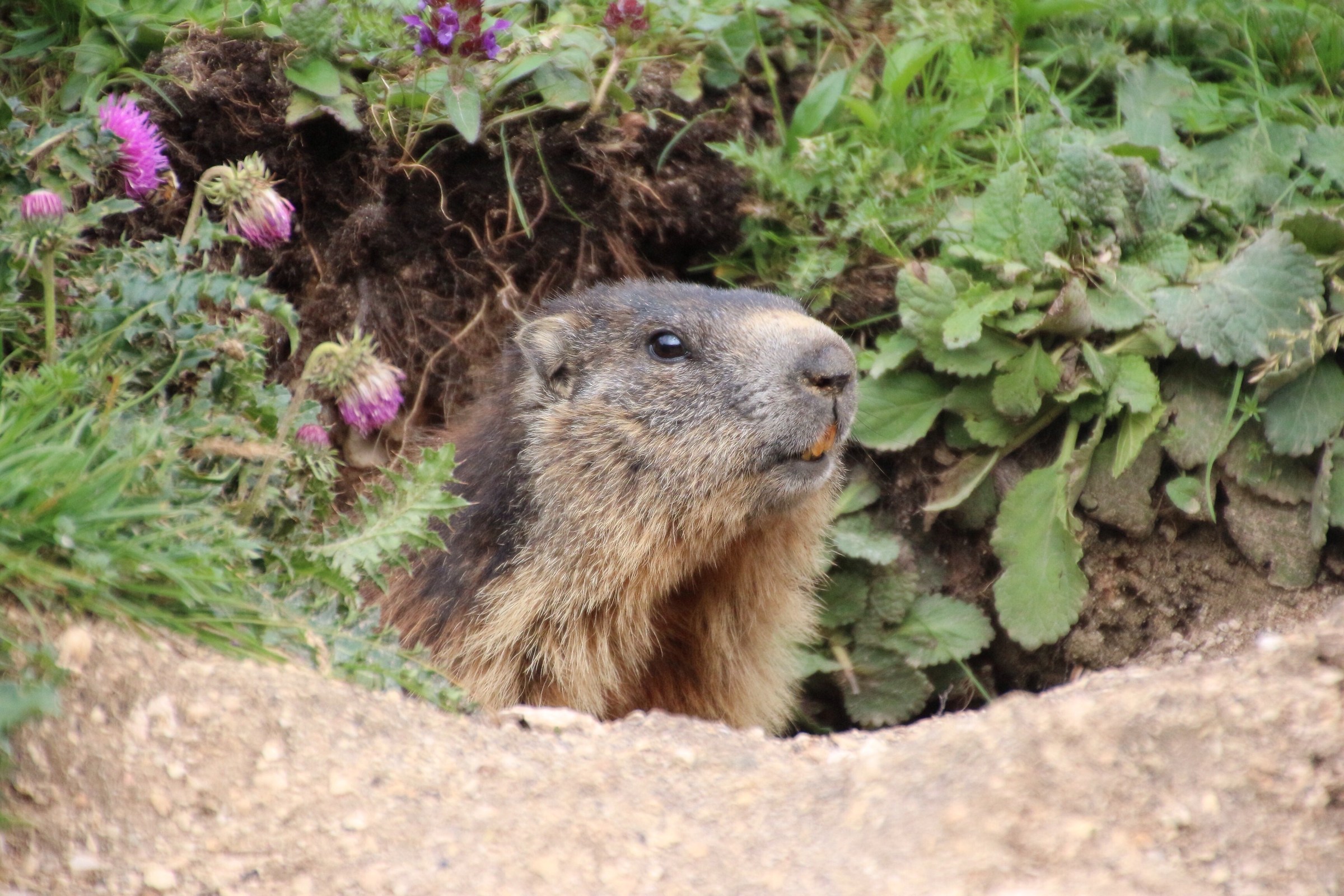 Marmot