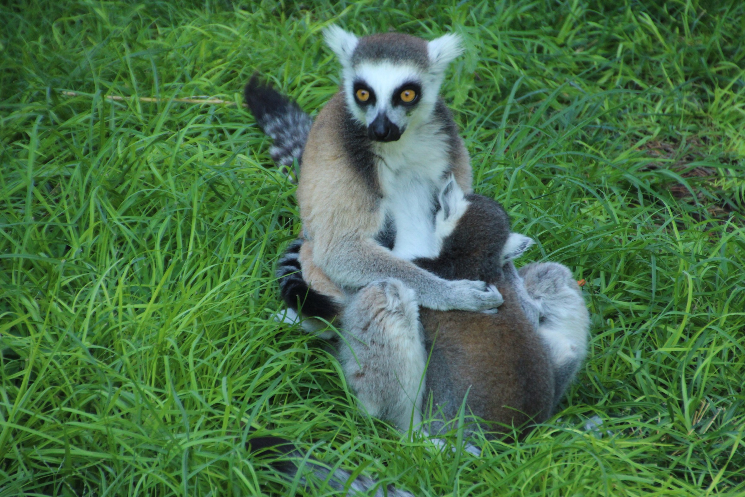 Lemur