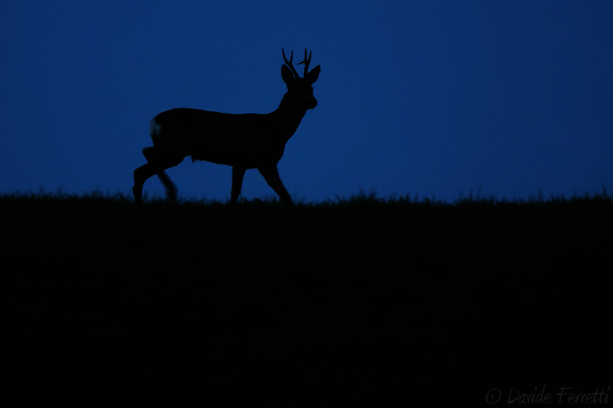 Un'ombra sulla collina