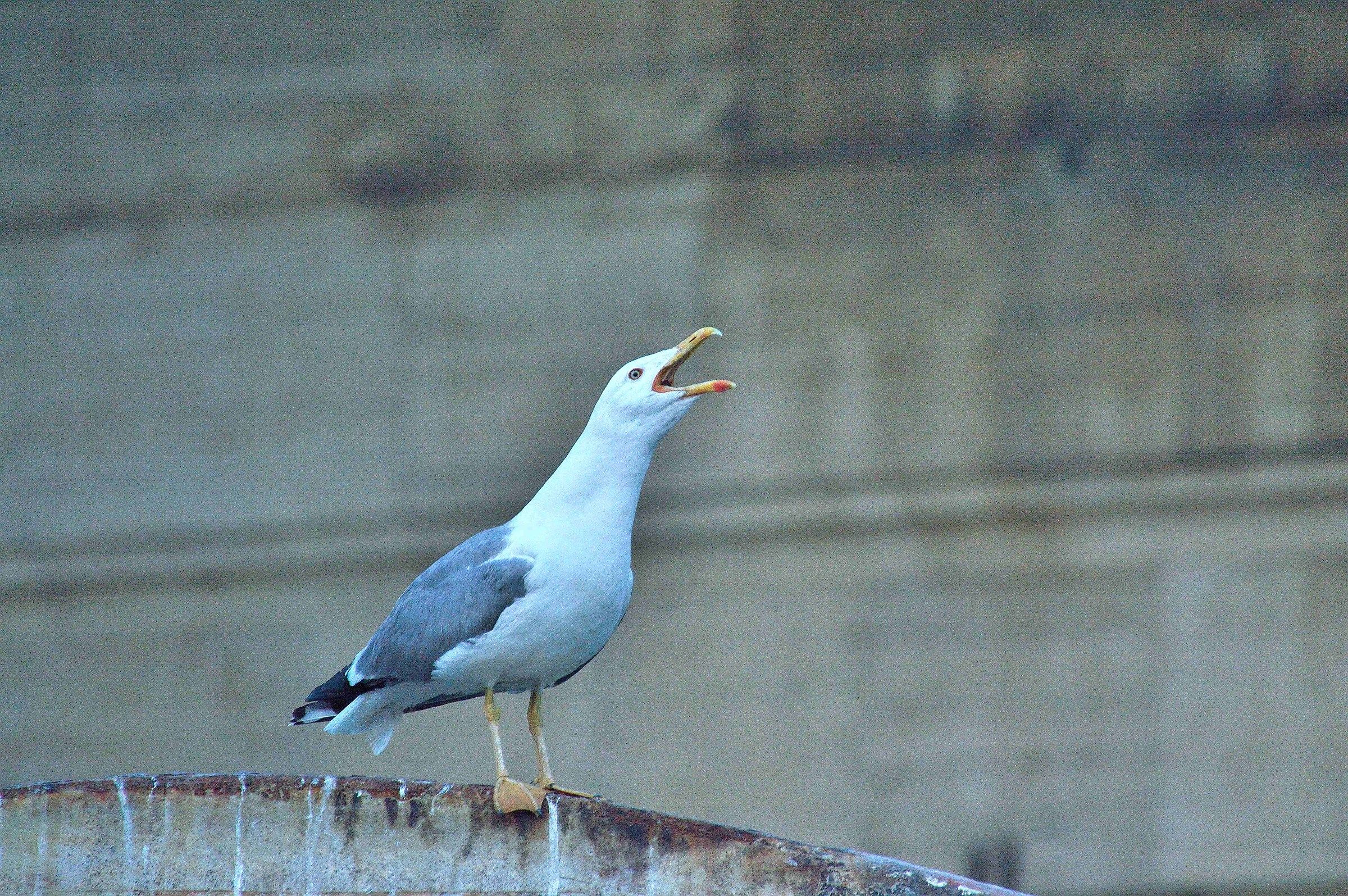il grido di Jonathan