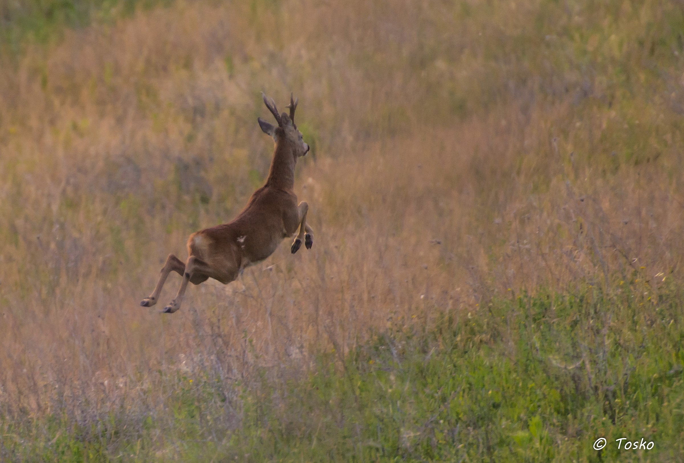 capriolo maschio in salto all'imbrunire