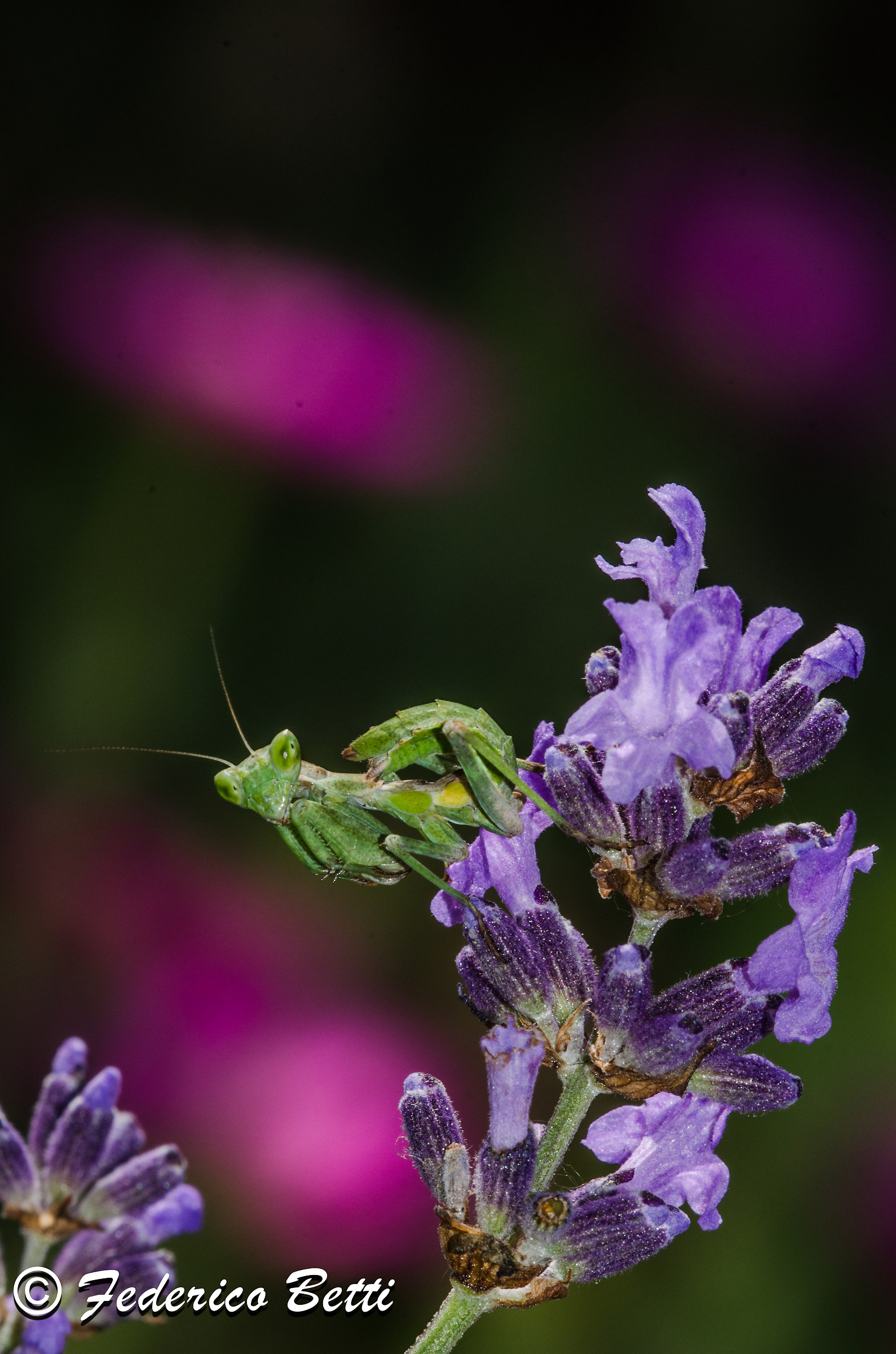 Biodiversità da giardino