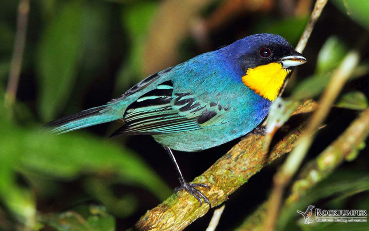 Violaceo-ammantata Tanager da Adam Riley