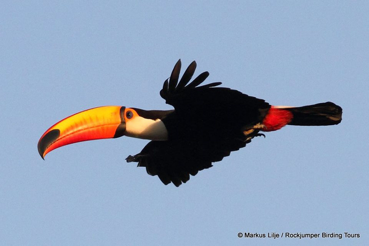 Toco Toucan di Markus Lilje