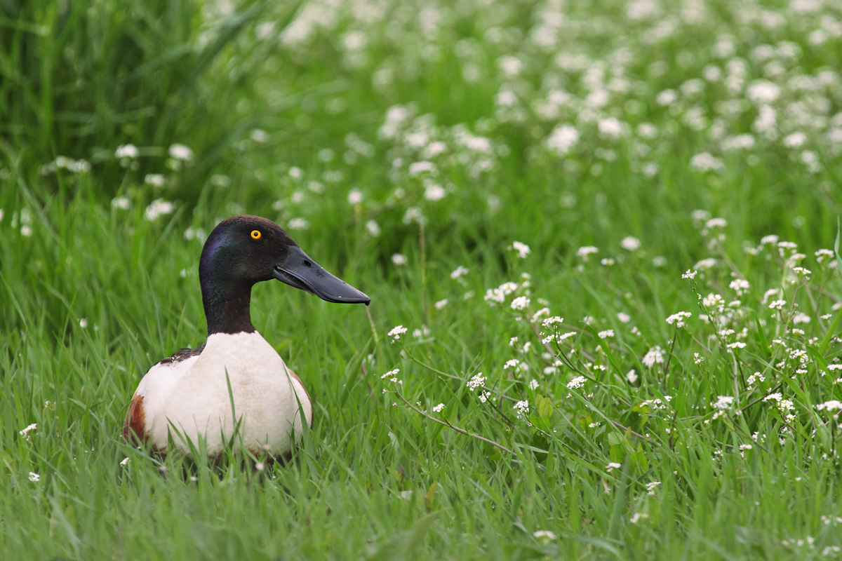 Mestolone primaverile