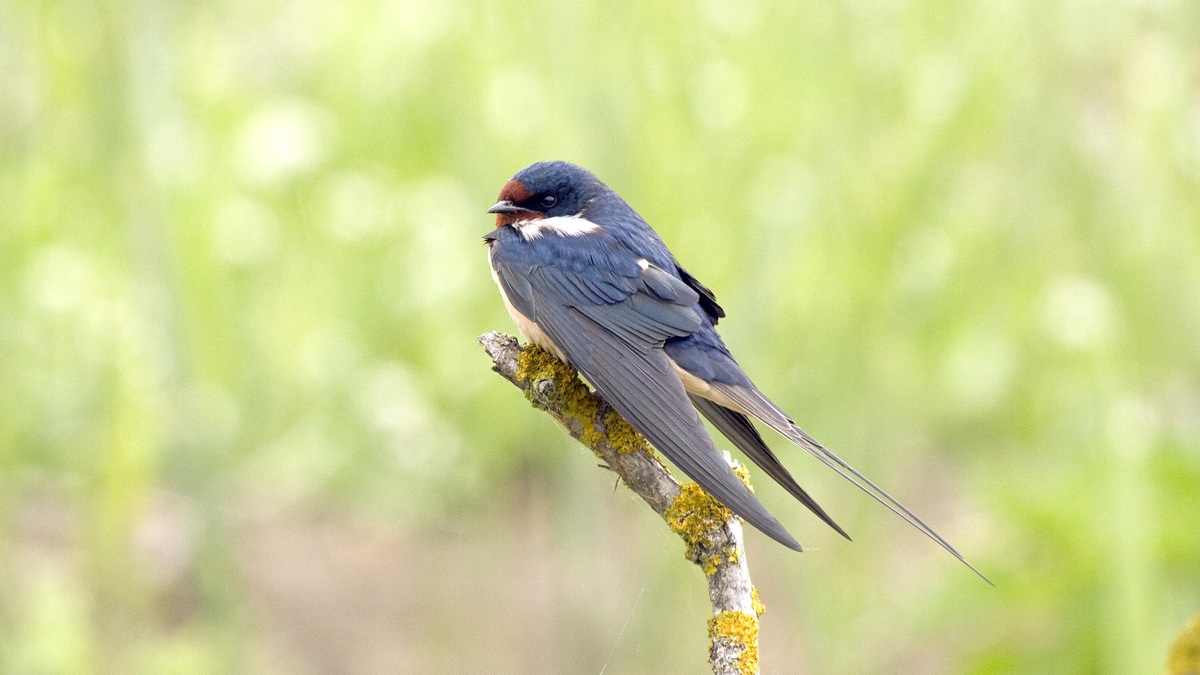 Una Rondine che non fa ancora primavera........