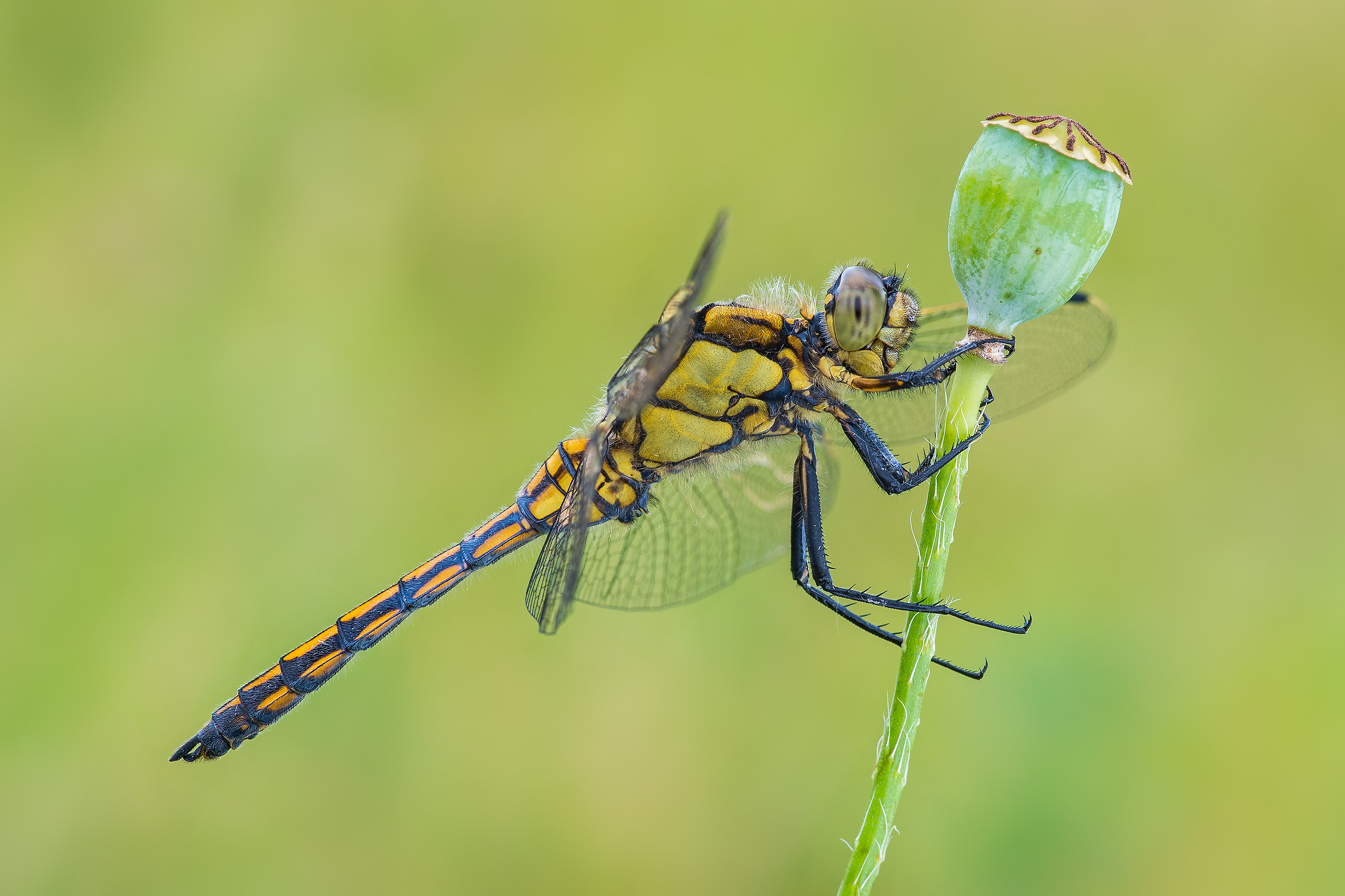 Orthetrum cancellatum