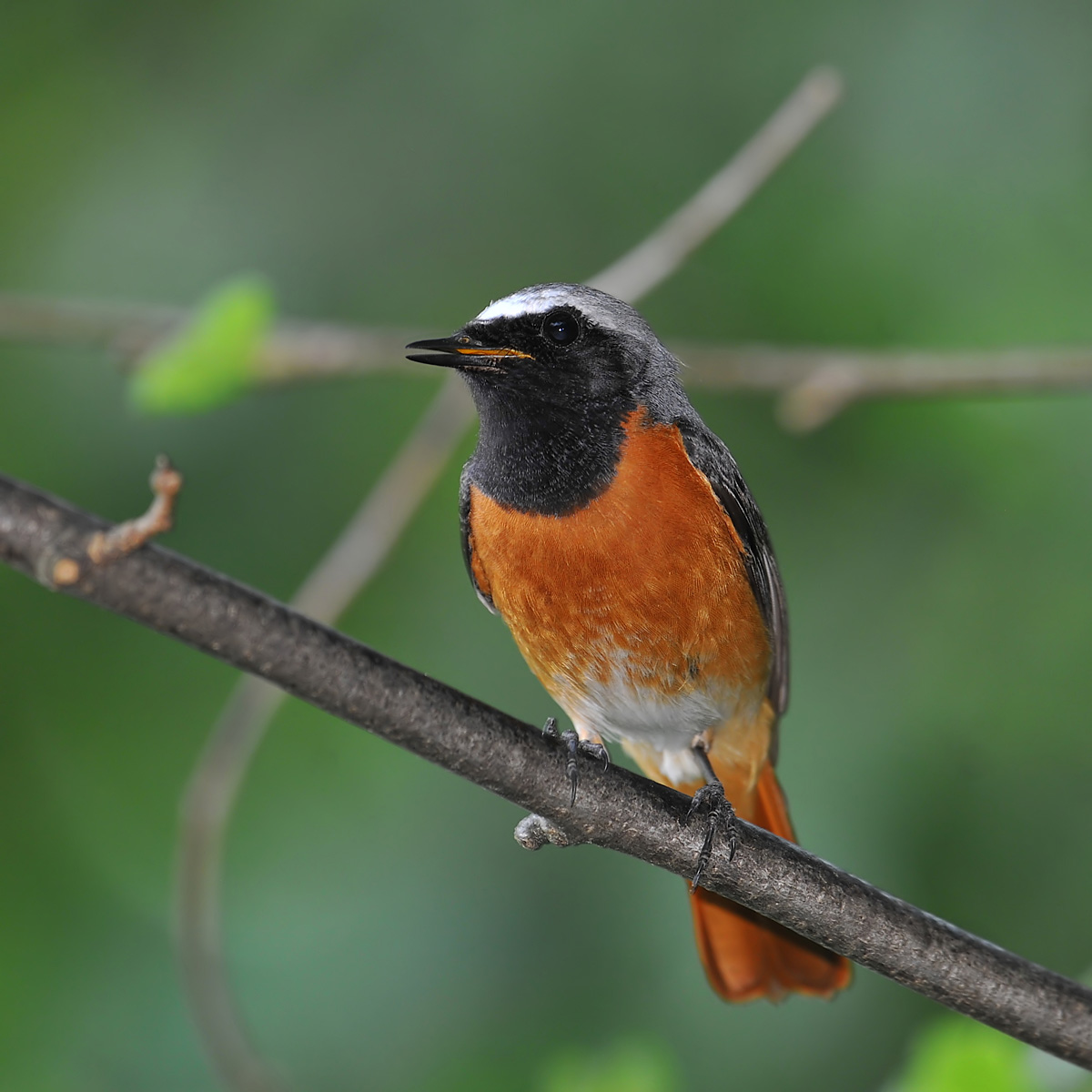 redstart