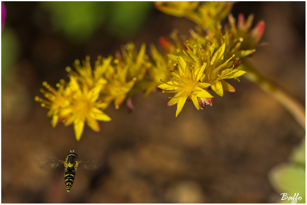 Profumo di primavera