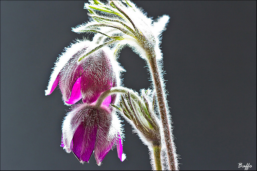 Pulsatilla