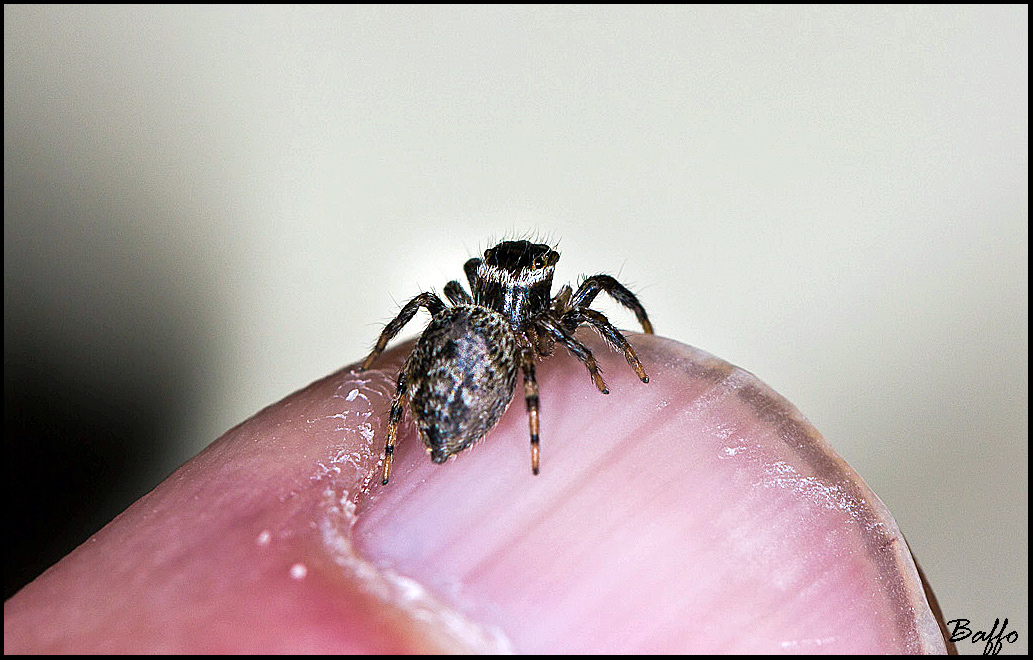 Il mio amico ragnetto.