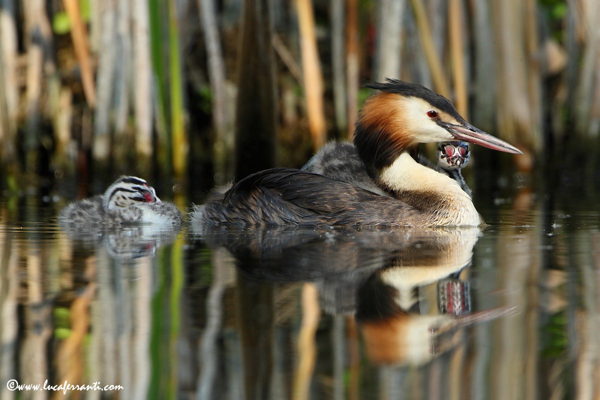 A spasso con mamma.....