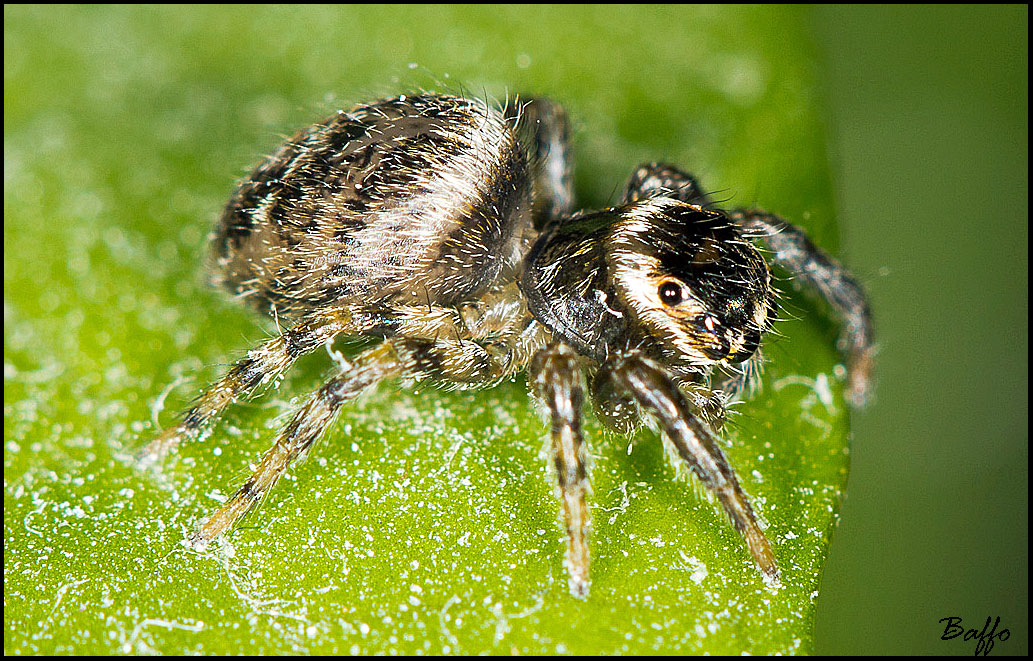 Il mio amico ragnetto