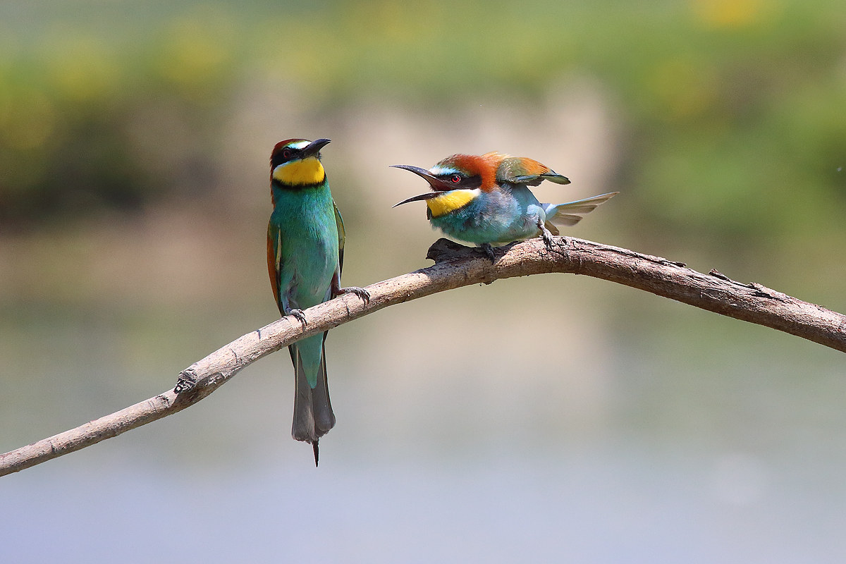 Ignoriamola. . . Maybe Stops Scream!