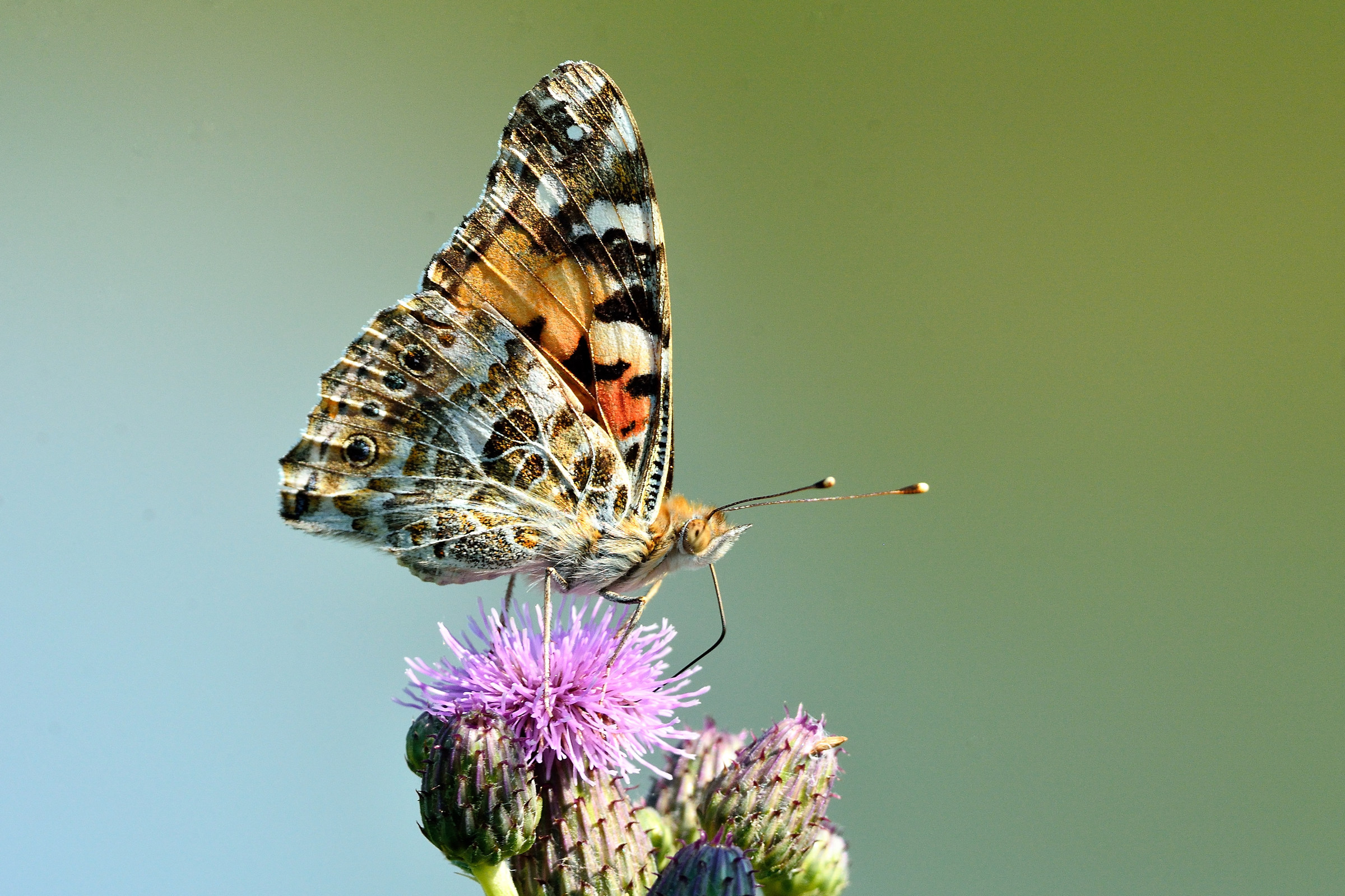 Vanessa del Cardo (Vanessa cardui /Painted Lady)