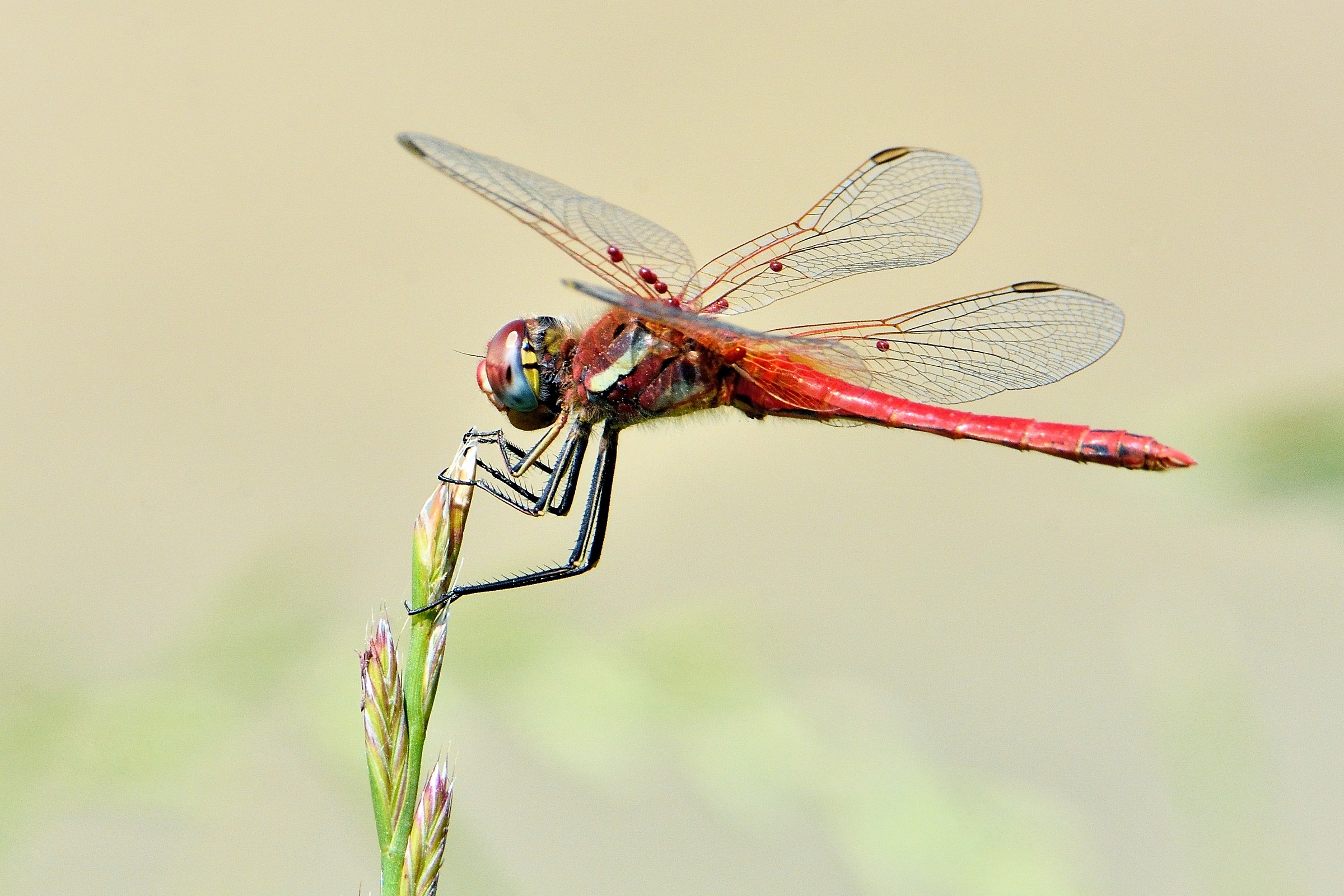 Sympetrum sanguineum
