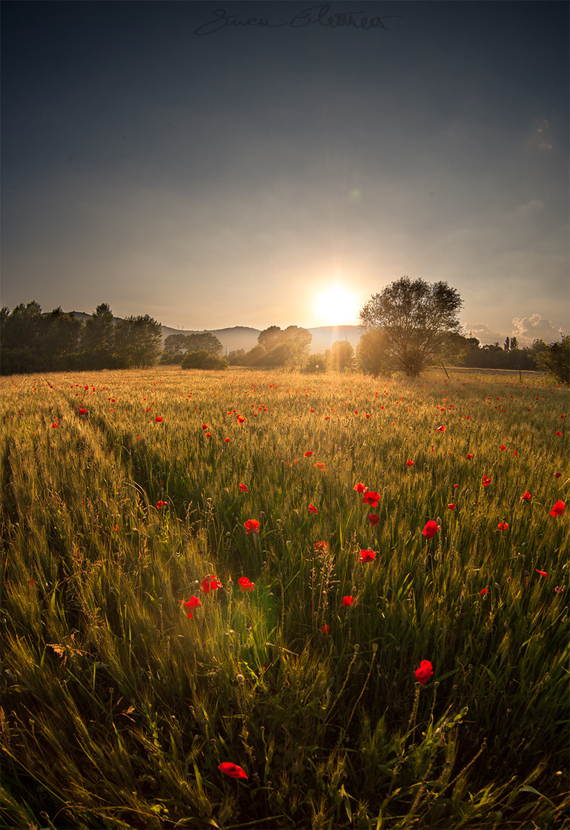 Red carpet and gold!
