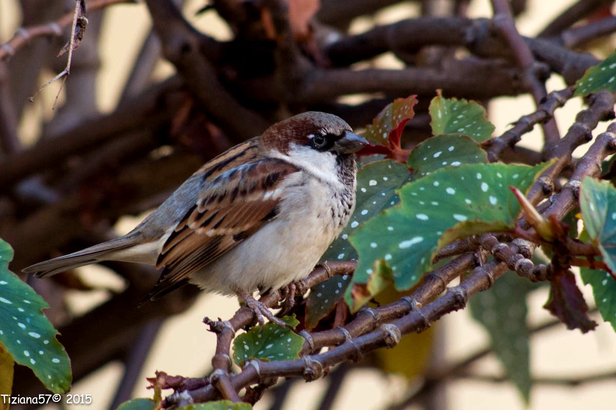 South American sparrow 1