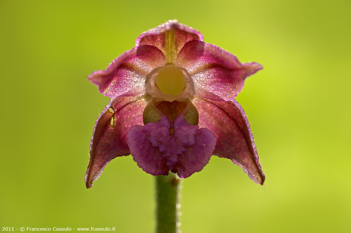 Elleborina violacea (Epipactis atrorubens (Hoffm.) Bess